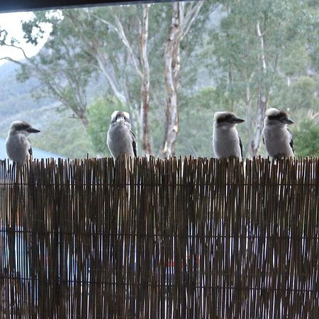 Kookaburra Motor Lodge Halls Gap Esterno foto