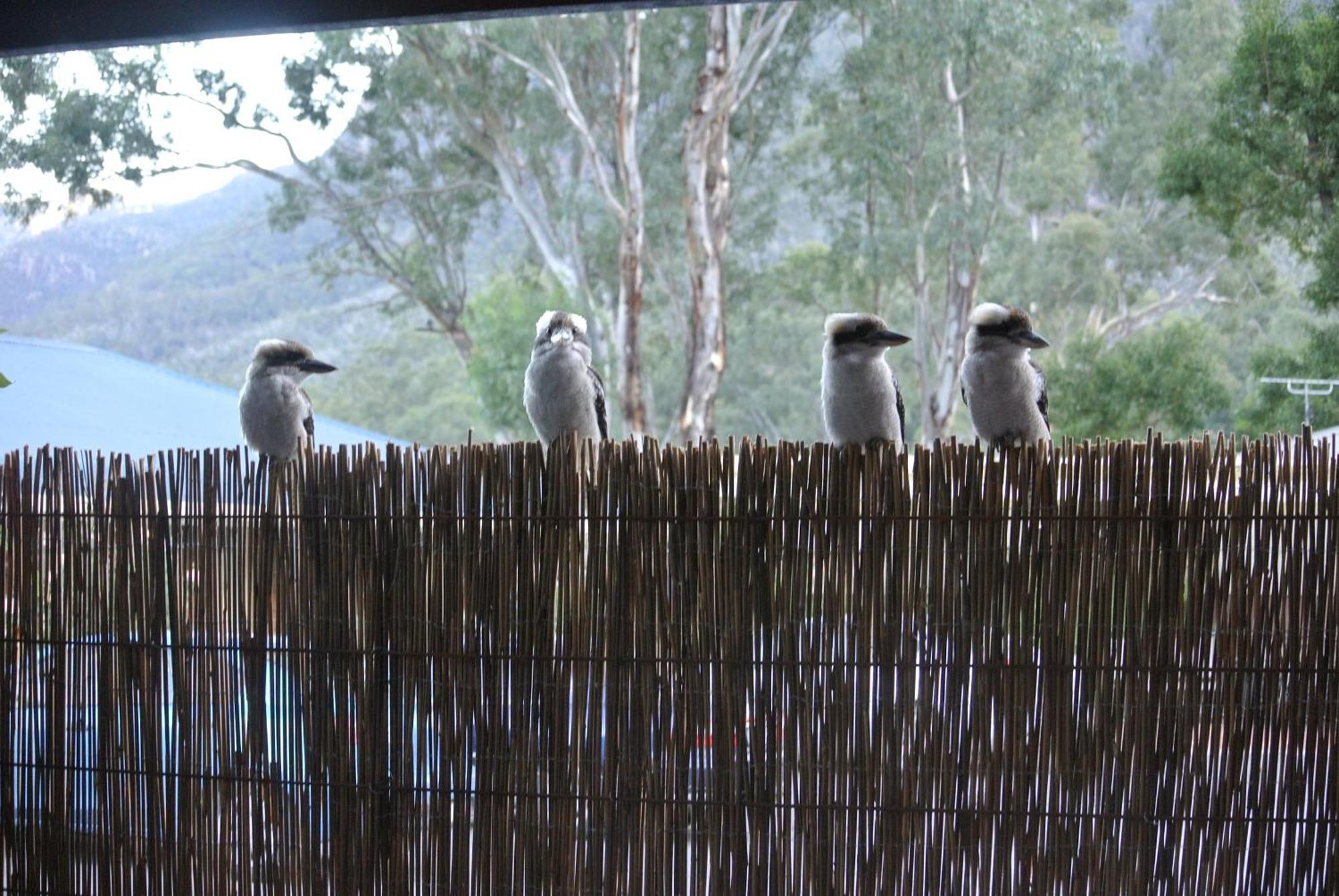 Kookaburra Motor Lodge Halls Gap Esterno foto