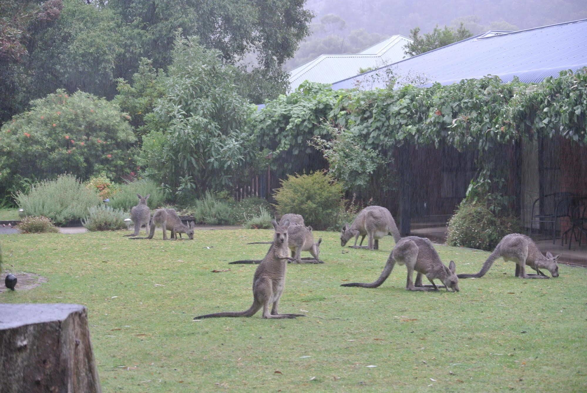 Kookaburra Motor Lodge Halls Gap Esterno foto